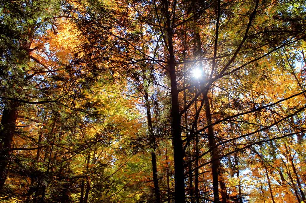 Sunlight shines through tall trees with autumn foliage in shades of yellow, orange, and green. The forest canopy is dense, creating a pattern of light and shadow.