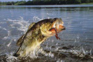 midget powell memorial tournament near mid lake campground at toledo bend hemphill tx