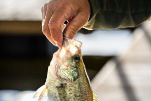 Crappie Fish right under the boat house year round in mid lake campground on toledo bend at hemphill tx