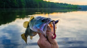 Toledo Bend Monthly Bass Tournament
